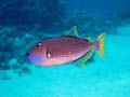 019 Male Bluegill Triggerfish
